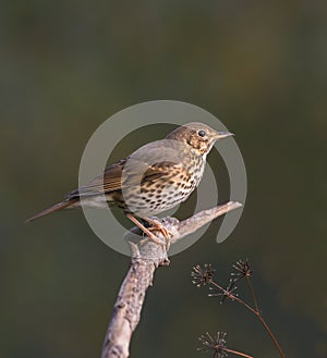 Mistle Thrush on branch