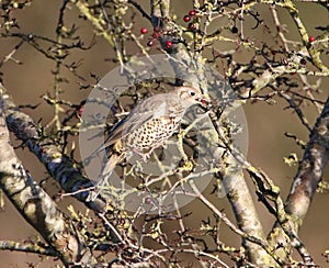 Mistle thrush eating hawthorn berries