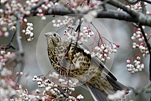 Mistle thrush eating winter berries