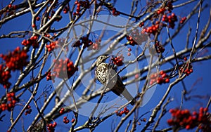 Mistle thrush feasting on the winter berry crop