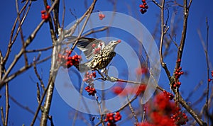 Mistle thrush feasting on the winter berry crop