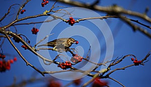 Mistle thrush feasting on the winter berry crop