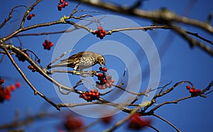 Mistle thrush feasting on the winter berry crop