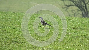 Mistle thrush feeding in a field