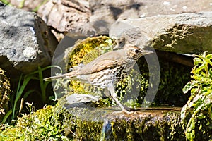 Mistle thrush having a water bath