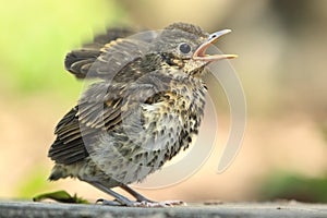 Mistle thrush juvenile