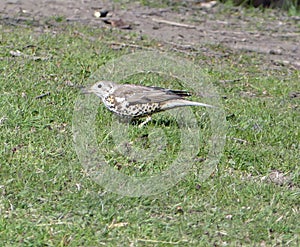 Mistle thrush listening for worms