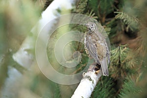 Mistle thrush