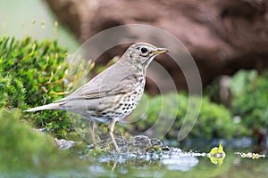 Mistle Thrush in nature