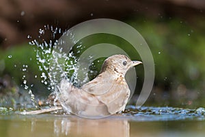 Mistle Thrush in nature water