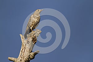 Mistle Thrush