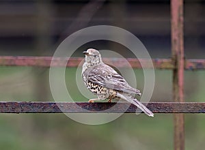 Mistle thrush perched on a metal bar near the grass.