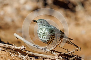 Mistle Thrush perched near a watering hole