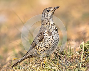 Mistle thrush perched on stick