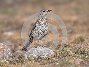 Mistle thrush perched on stone