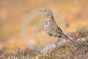 Mistle thrush perched on stone