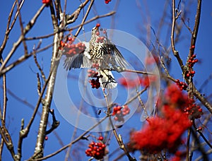 Mistle thrush feasting on the winter berry crop