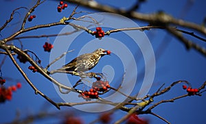 Mistle thrush feasting on the winter berry crop