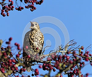 Mistle thrush singing in a berry tree