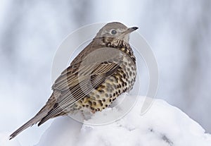 Mistle thrush sits in snow on some branch on cloudy and cold winter day