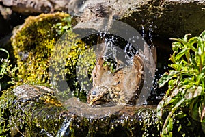 Mistle thrush splashing