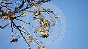 Mistle thrush in a tree feeding on berries