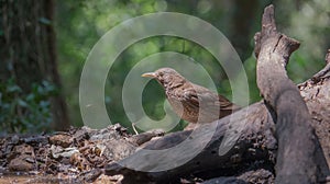 Mistle Thrush on tree log photo