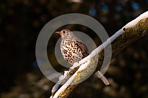 Mistle thrush on a tree in winter. Turdus viscivorus