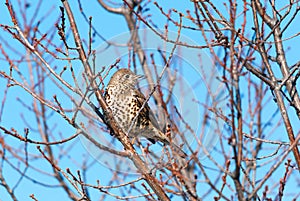 Mistle thrush on a tree in winter