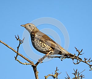 Mistle thrush in treetop against blue sky background