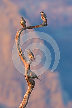 Mistle Thrush & x28;Turdus Viscivorus& x29;