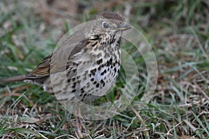 Mistle Thrush Turdus viscivorus