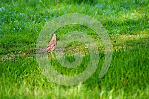 Mistle Thrush Turdus viscivorus