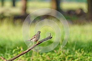 Mistle Thrush Turdus viscivorus