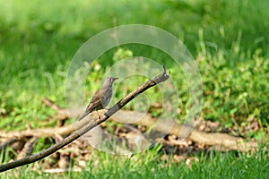 Mistle Thrush Turdus viscivorus