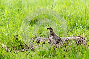 Mistle Thrush (Turdus viscivorus