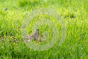 Mistle Thrush (Turdus viscivorus