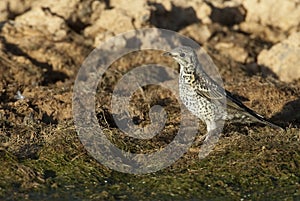 Mistle Thrush Turdus viscivorus