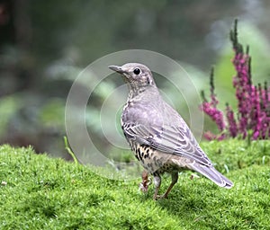 Mistle Thrush, Turdus viscivorus