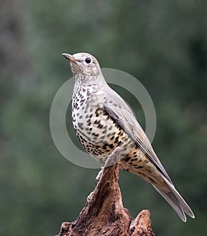 Mistle Thrush, Turdus viscivorus