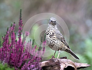 Mistle Thrush, Turdus viscivorus