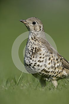 Mistle thrush, Turdus viscivorus