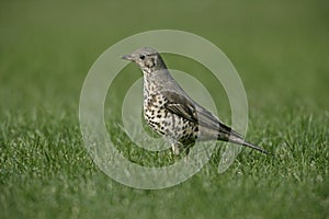 Mistle thrush, Turdus viscivorus