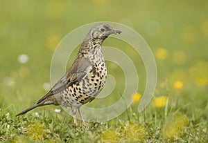 Mistle Thrush (Turdus viscivorus)