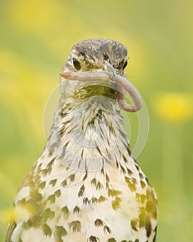 Mistle Thrush (Turdus Viscivorus)