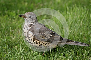 Mistle Thrush.Turdus viscivorus