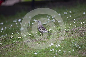 Mistle Thrush (Turdus viscivorus)