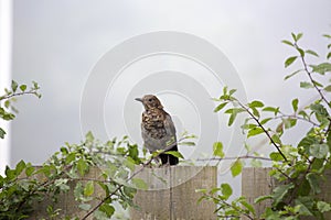 Mistle Thrush (Turdus viscivorus)