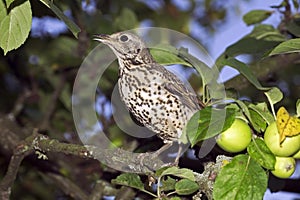 MISTLE THRUSH turdus viscivorus, ADULT STANDING IN APPLE TREE, NORMANDY