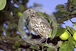 MISTLE THRUSH turdus viscivorus, ADULT STANDING IN APPLE TREE, NORMANDY